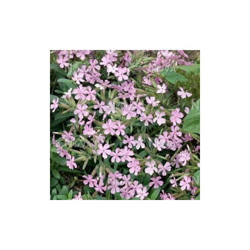 Saponaria lempergii 'Max Frei' (Szappanfű)