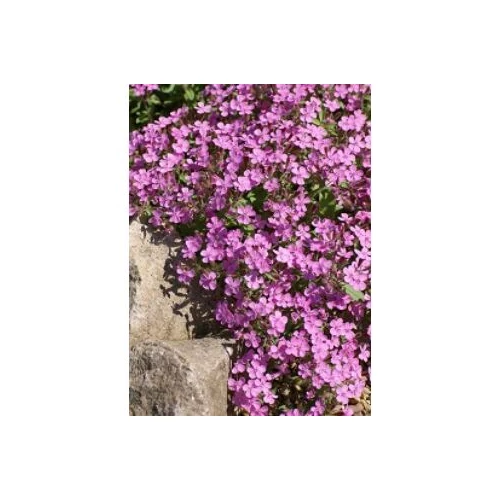 Saponaria ocymoides 'Rose' (Gyepes szappanfű)