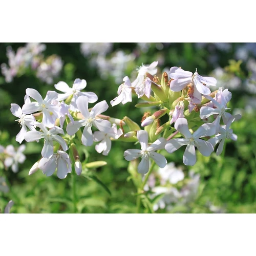 Saponaria officinalis 'Alba Plena' (Orvosi szappanfű)