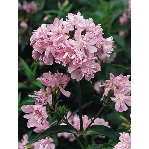 Saponaria officinalis 'Rosea Plena' (Orvosi szappanfű)