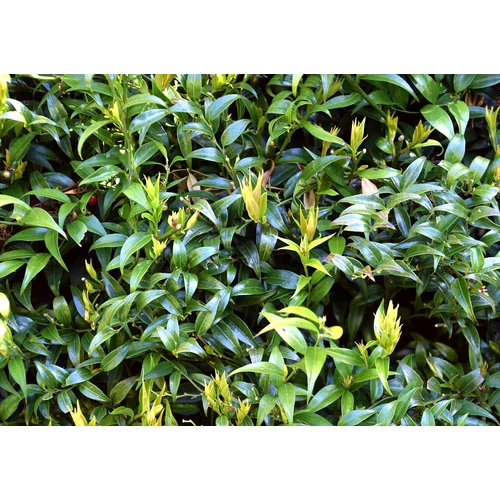 Sarcococca ruscifolia - Hegyeslevelű bogyóspuszpáng