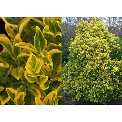Sárgatarka japán kecskerágóEUONYMUS JAPONICUS ’AUREOMARGINATUS’