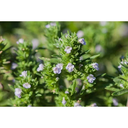 Satureja hortensis (Borsikafű)