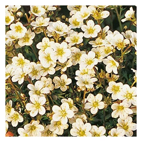 Saxifraga arendsii 'Buttercream' (Mohalevelű kőtörőfű)
