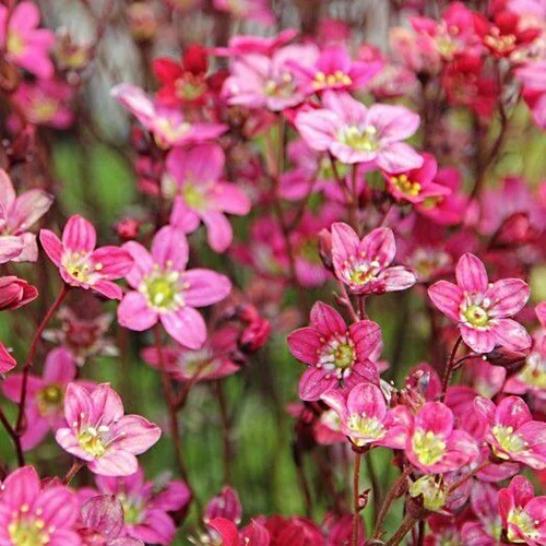 Saxifraga arendsii 'Harder Zwerg' (Mohalevelű kőtörőfű)                 