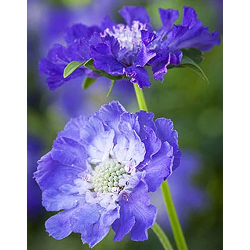 Scabiosa caucasica 'Perfecta' (Kaukázusi ördögszem)