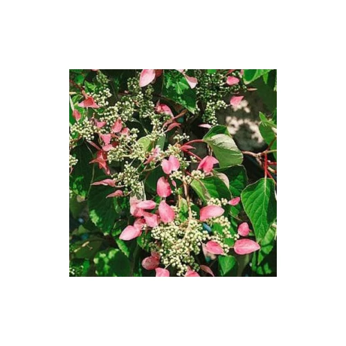 Schizophragma hydrangeoides 'Rose Sensation' ® - Japán kúszó hortenzia