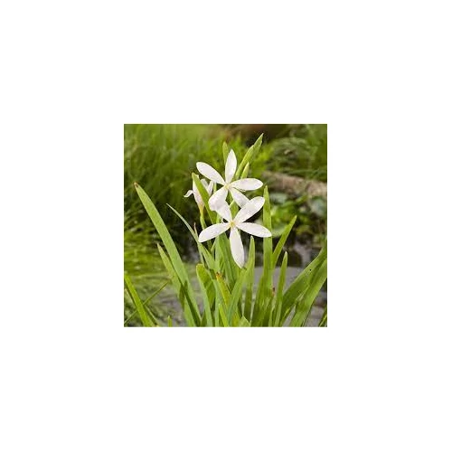 Schizostylis coccinea Alba fehér Kafferliliom kerti tavi növény