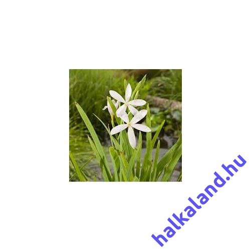 Schizostylis coccinea Alba fehér Kafferliliom kerti tavi növény