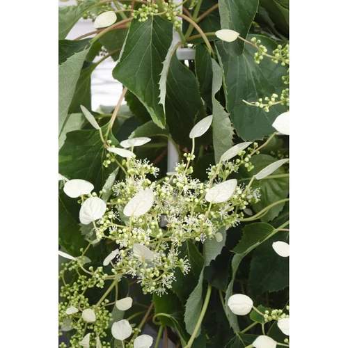 Schyzophragma hydrangeoides 'Snow Sensation'® - 