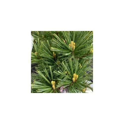 Sciadopitis verticillata - Japán ernyőfenyő