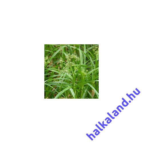 Scirpus sylvaticus -  közönséges erdeikáka kerti tavi növény