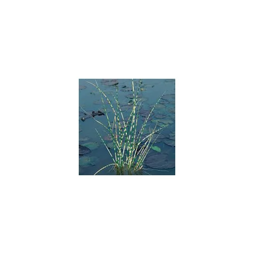 Scirpus zebrinus Zebra csíkos káka