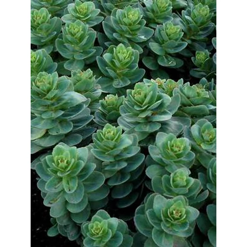 Sedum  'Rosetta' (Varjúháj)