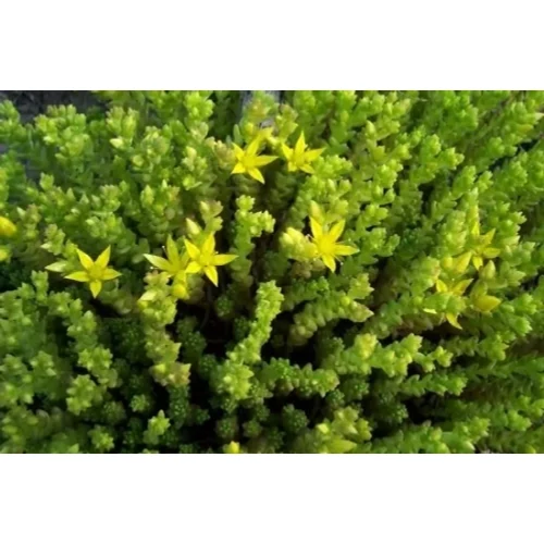 Sedum acre 'Aurea' (Borsos varjúháj) 