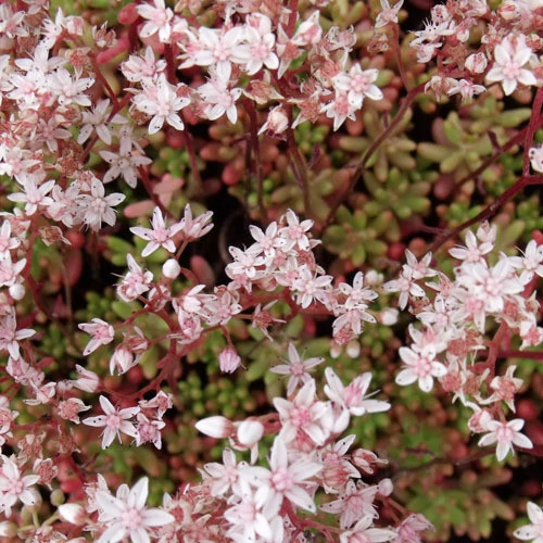 Sedum album 'Coral Carpet' (Fehér varjúháj)