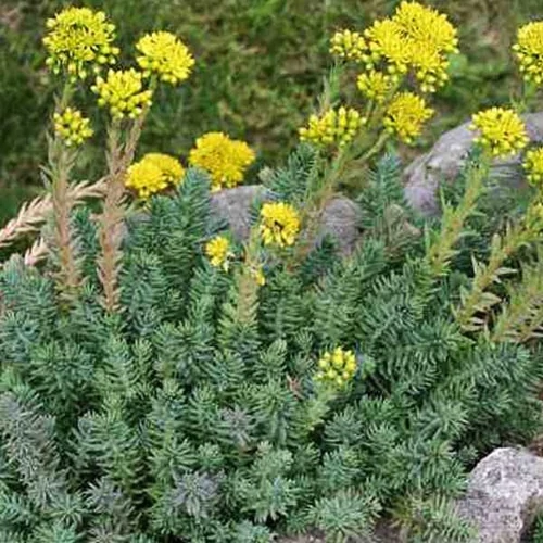 Sedum reflexum var. glaucum (Kövi varjúháj)