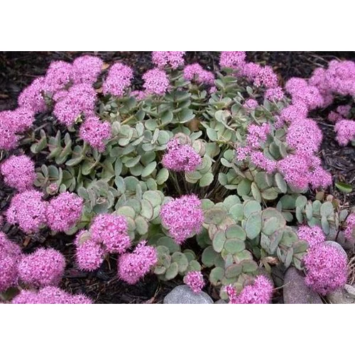 Sedum sieboldii (Októberi varjúháj)