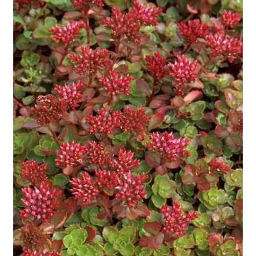 Sedum spurium 'Elizabeth' (Kaukázusi varjúháj)