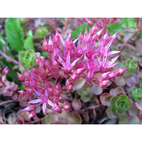 Sedum spurium 'Roseum' (Kaukázusi varjúháj)