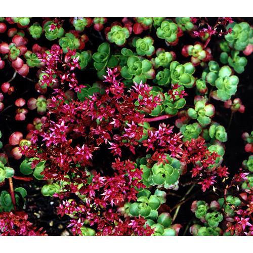 Sedum spurium 'Ruby Mantle' (Örökzöld varjúháj)