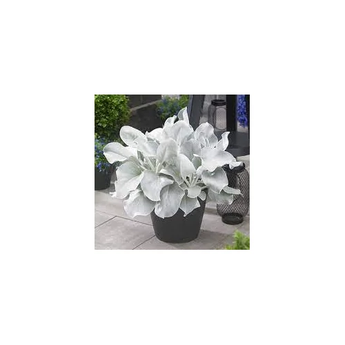 Senecio candidans 'Angel Wings' (Aggófű) /szürke lomb/