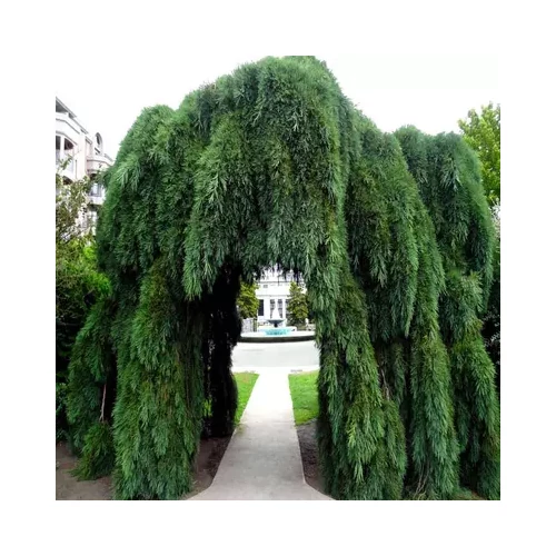 Sequoiadendron giganteum 'Pendulum' - Csüngő hajtású mamutfenyő