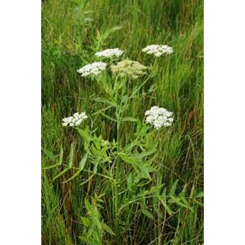 Sium latifolium Széleslevelű Békakorsó kerti tavi növény