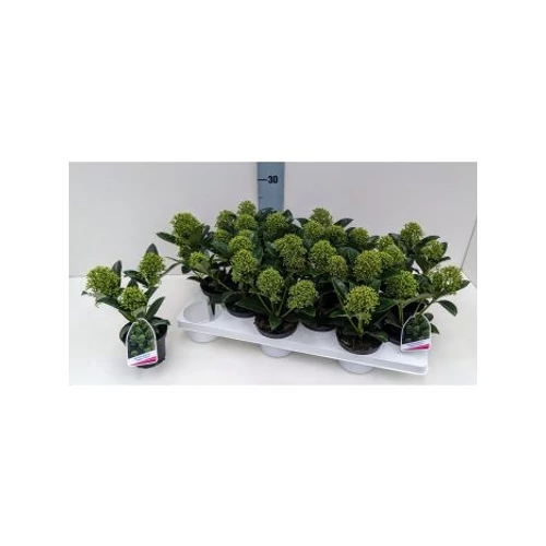 Skimmia J FRAG CLOUD