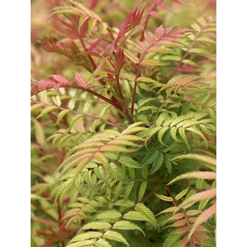 Sorbaria sorbifolia - Tollas gyöngyvessző