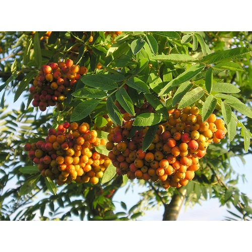 Sorbus aucuparia - Madárberkenye