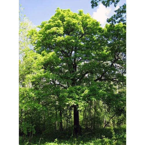 Sorbus torminalis - Barkóca berkenye