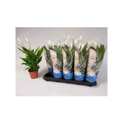 Spathiphyllum ALANA