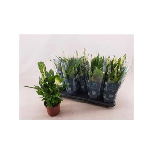 Spathiphyllum BELLINI