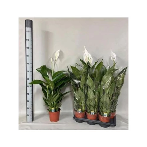 Spathiphyllum VERDI