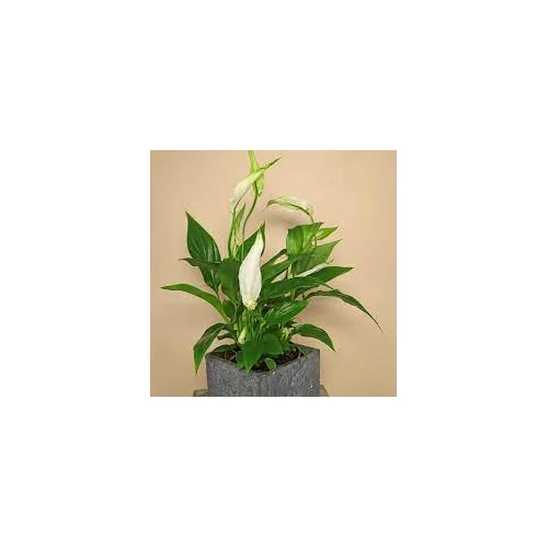 Spathiphyllum wallisii - vitorlavirág terráriumi növény