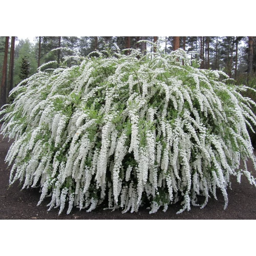 Spiraea  cinerea Grefsheim – hamvas gyöngyvessző