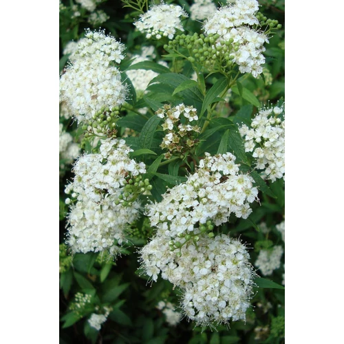 Spiraea cantoniensis 'Lanceata' - Fehér teltvirágú gyöngyvessző