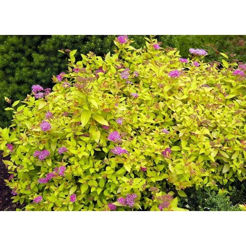 Spiraea japonica 'Golden Princess' - Aranylevelű japán gyöngyvessző