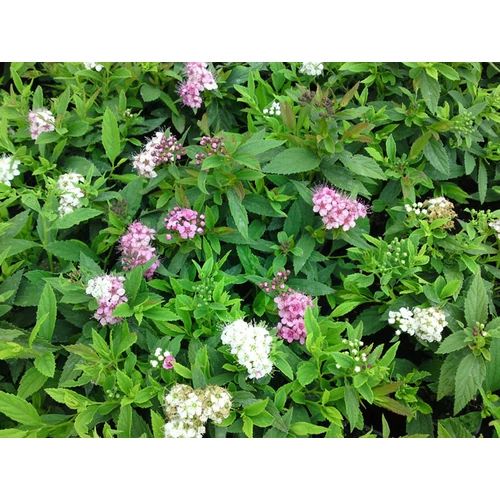 Spiraea japonica ‘Genpei’ (Shirobana) – japán gyöngyvessző