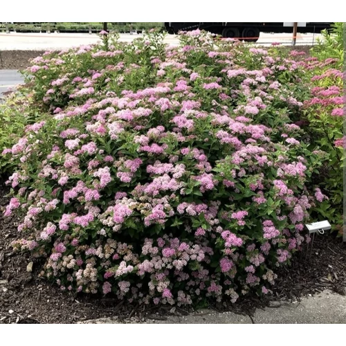 Spiraea japonica 'Little Princess' - Rózsaszín virágú gyöngyvessző