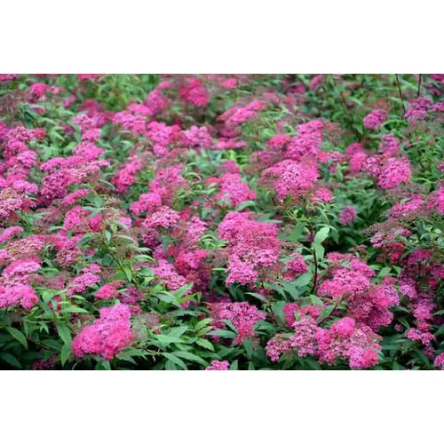 Spiraea japonica 'Macrophylla' - Nagylevelű japán gyöngyvessző