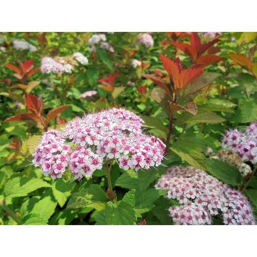 Spiraea japonica 'Sparkling Champagne' - 