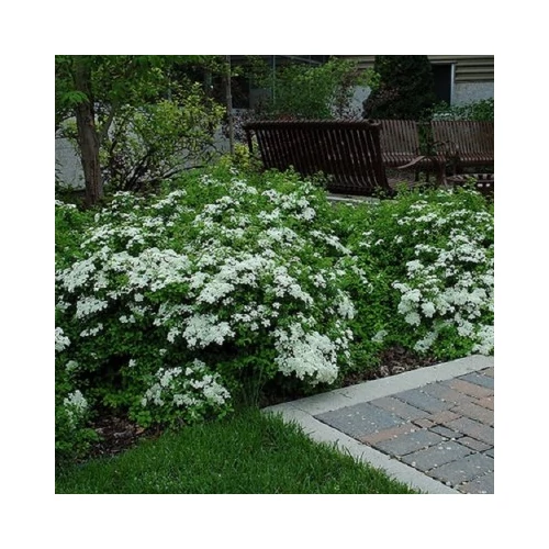 Spiraea nipponica 'Halward's Silver' - Ezüst nipponi gyöngyvessző