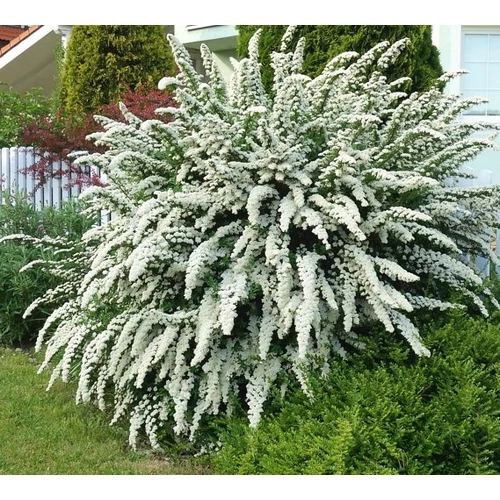 Spiraea nipponica 'Snowmound' - Fehérvirágú nipponi gyöngyvessző