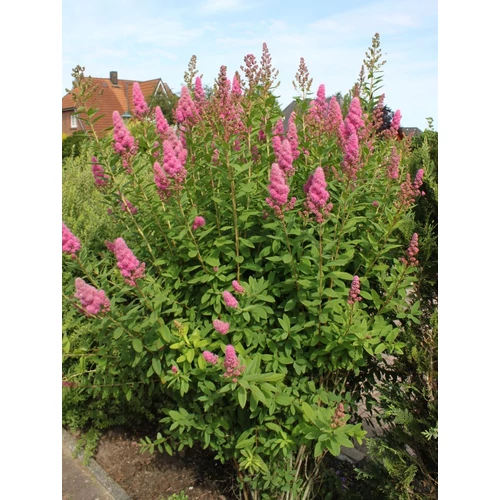 Spiraea x billardii - Piros virágú gyöngyvessző
