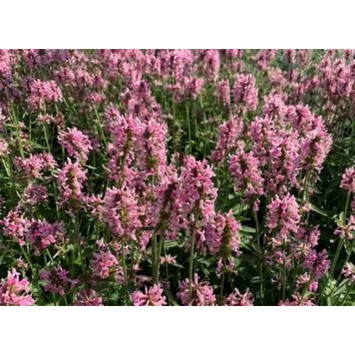 Stachys officinalis 'Pink Cotton Candy' (Orvosi tisztesfű)