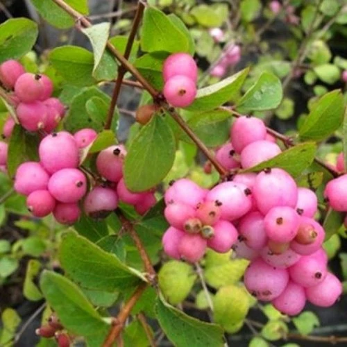 Symphoricarpos x doorenbosii 'Mother of Pearl'