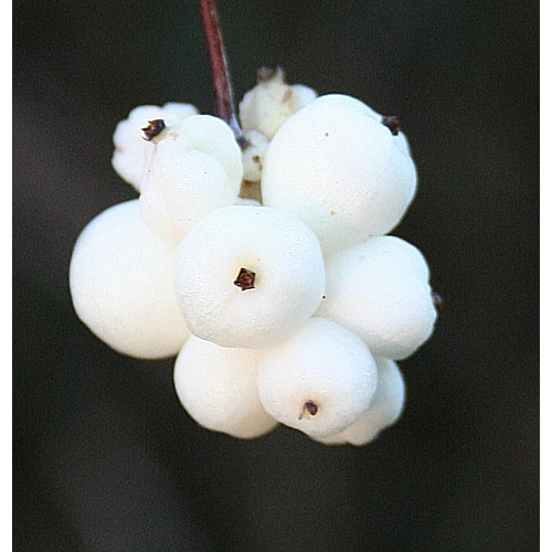 Symphoricarpos albus - Fehér hóbogyó