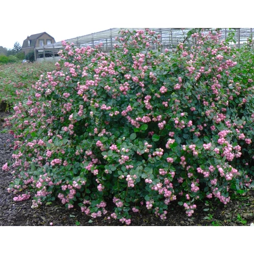 Symphoricarpos chenaultii 'Hancock' - Talajtakaró hóbogyó